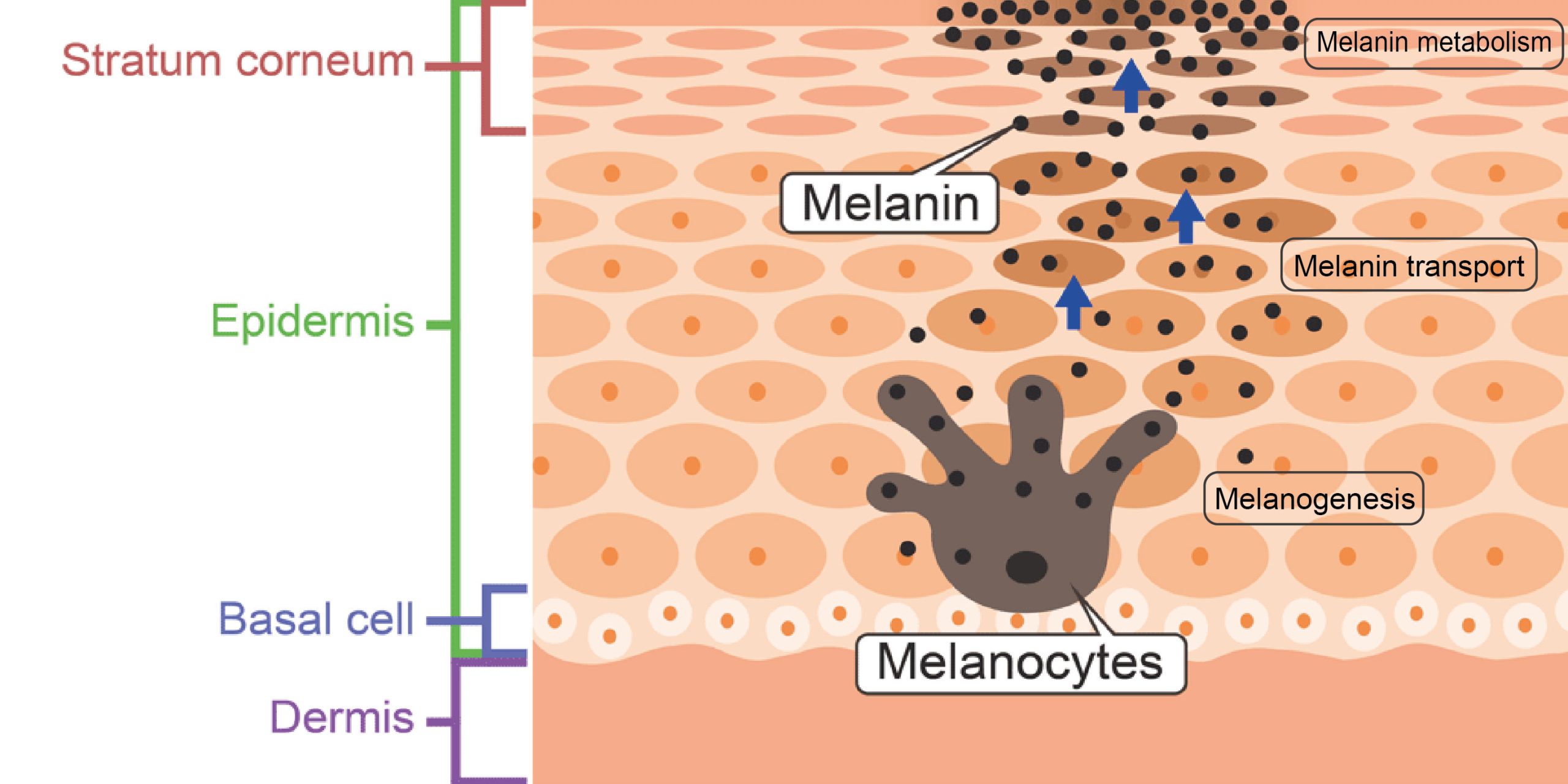 Pigmentation Problems